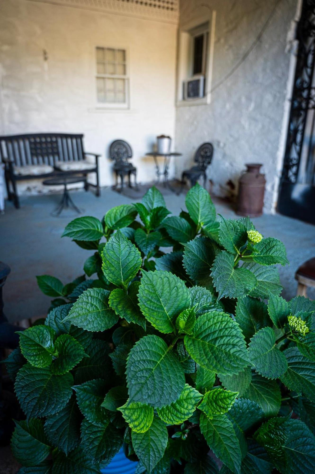 Gunn House Hotel ソノラ エクステリア 写真